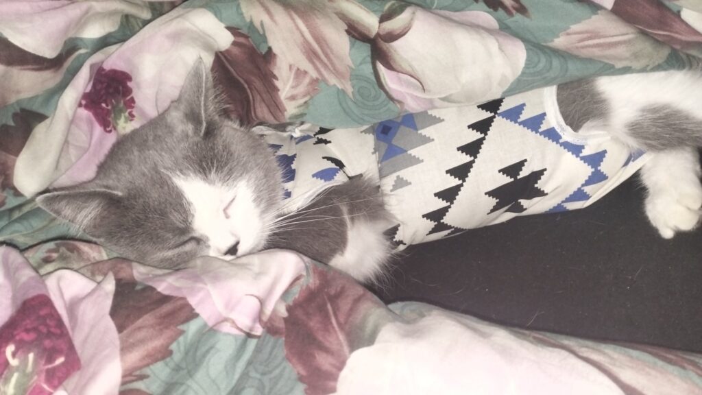 Sterilized kitten sleeping